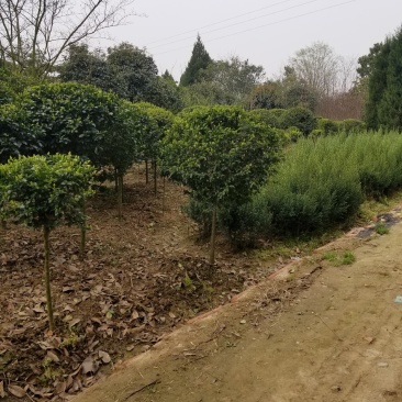 小叶女贞，小叶女贞球，独杆小叶女贞球常年大量出售