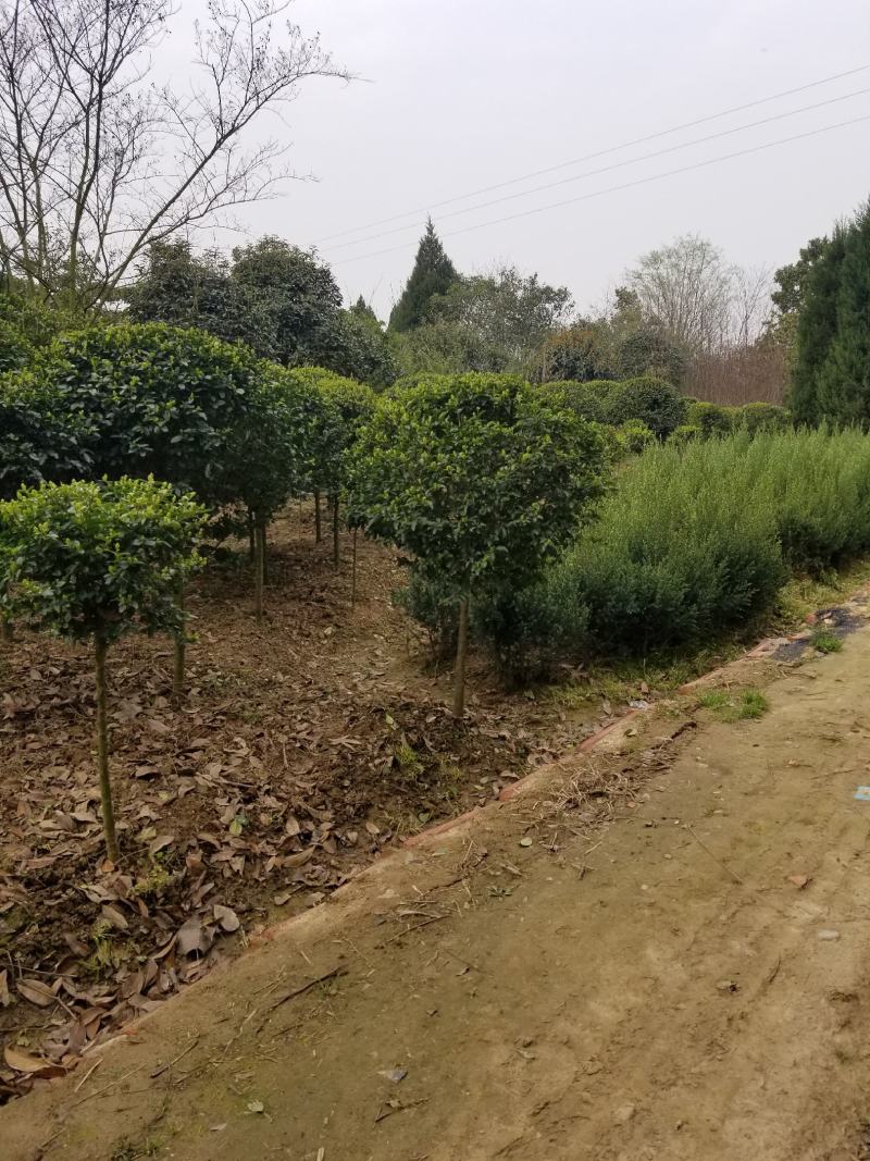 小叶女贞，小叶女贞球，独杆小叶女贞球常年大量出售