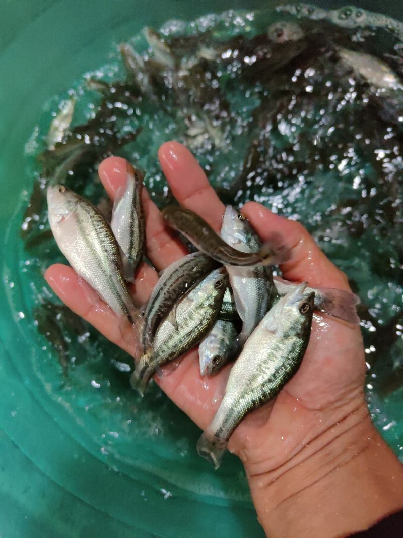 鲈鱼苗，加州鲈鱼苗，一手货源，苗场直销，欢迎订购