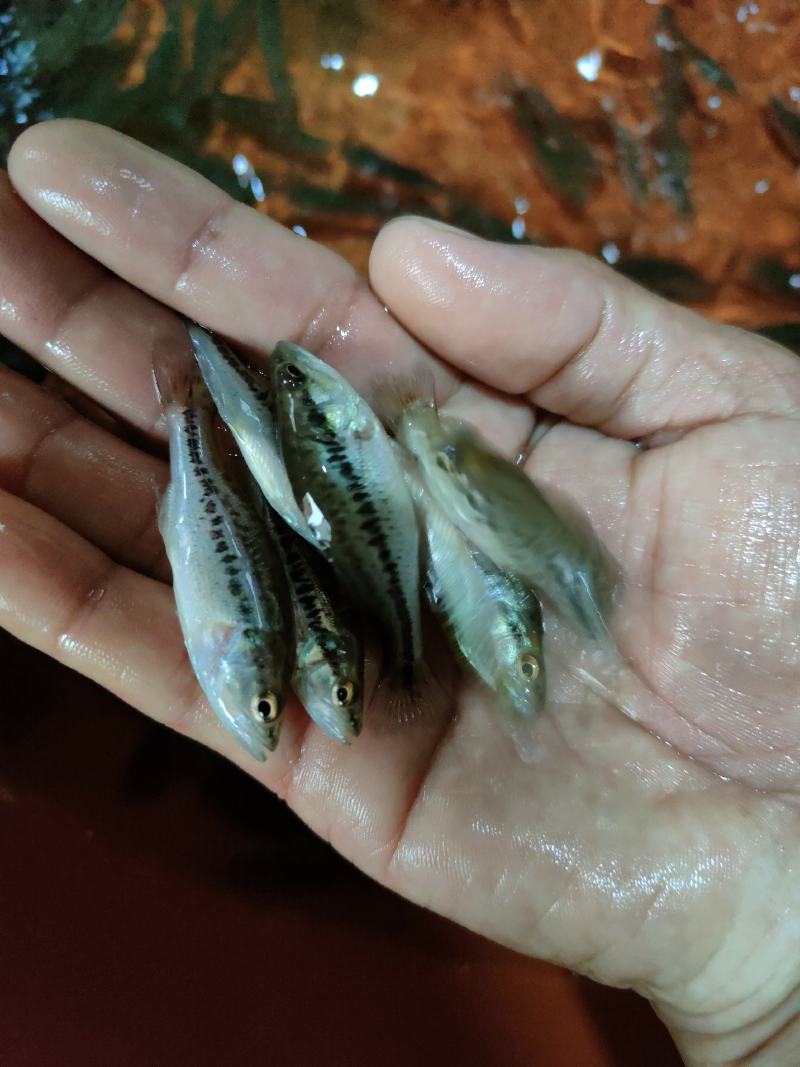 鲈鱼苗，加州鲈鱼苗，一手货源，苗场直销，欢迎订购