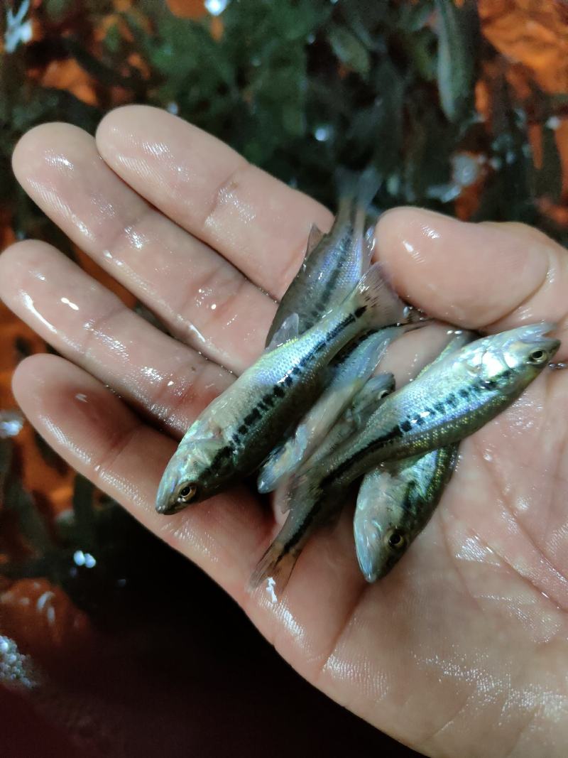 鲈鱼苗，加州鲈鱼苗，一手货源，苗场直销，欢迎订购