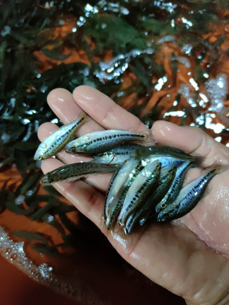 鲈鱼苗，加州鲈鱼苗，一手货源，苗场直销，欢迎订购