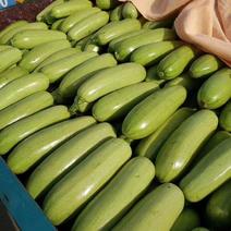 西葫芦，精选小瓜，对接全国市场，超市，电商，保质保量。