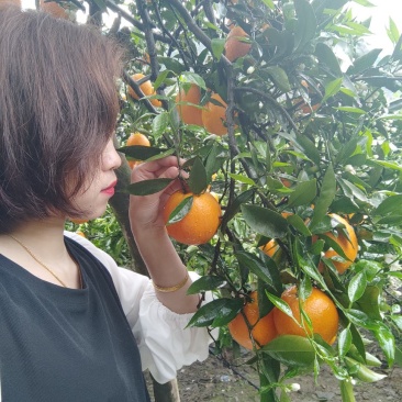 【好货】奉节纽荷尔脐橙，上千亩生态果园，电商可供货