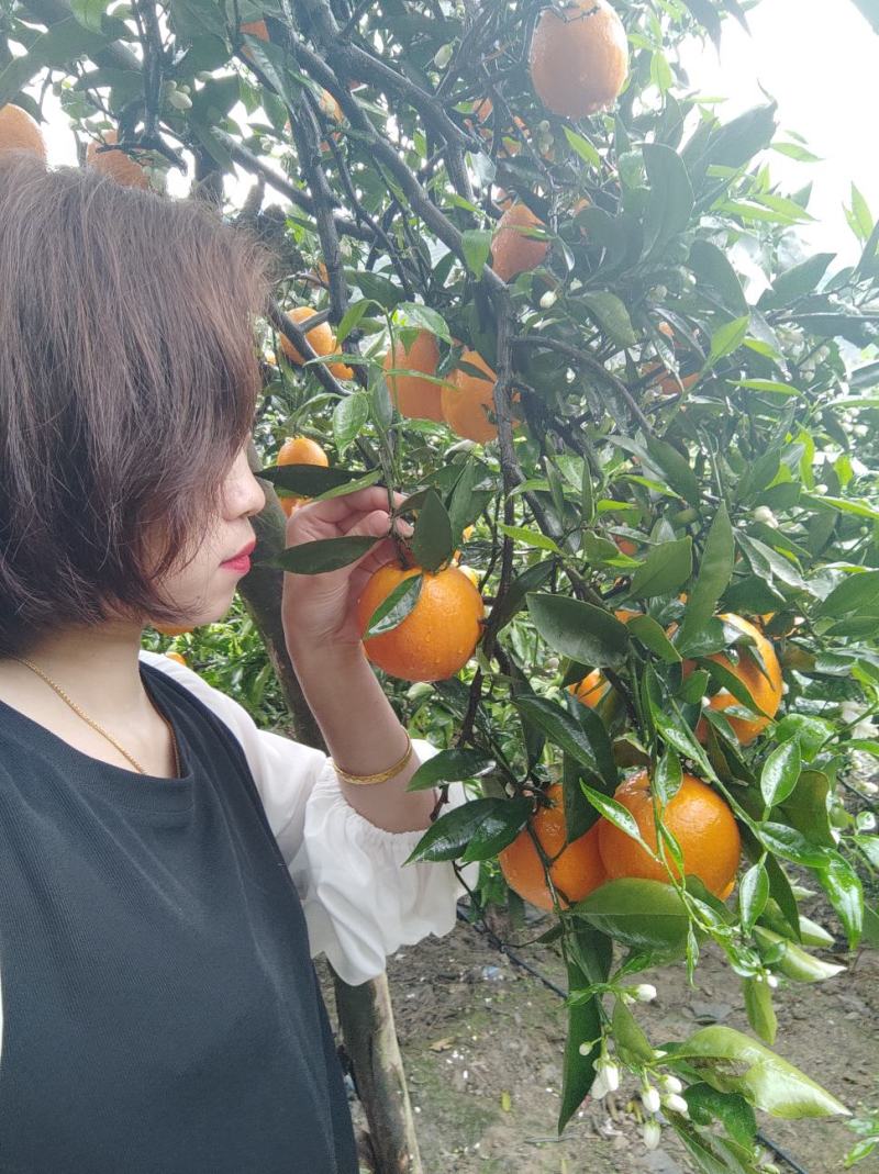 【好货】奉节纽荷尔脐橙，上千亩生态果园，电商可供货