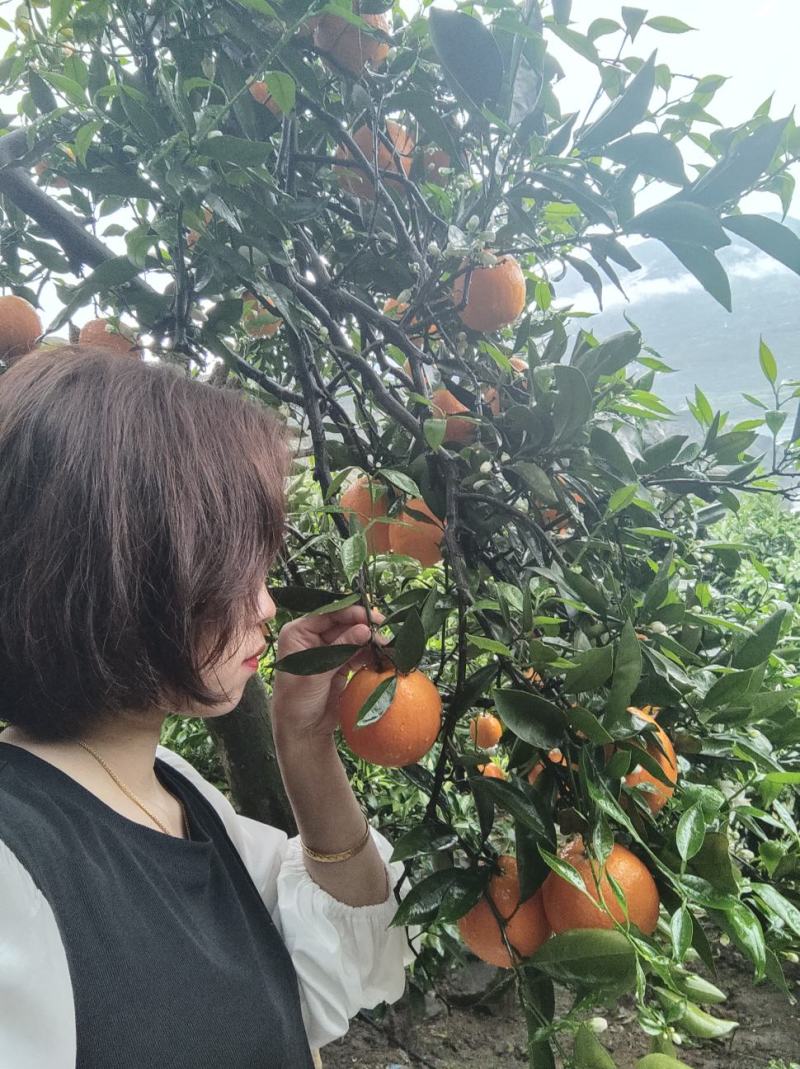 【好货】奉节纽荷尔脐橙，上千亩生态果园，电商可供货