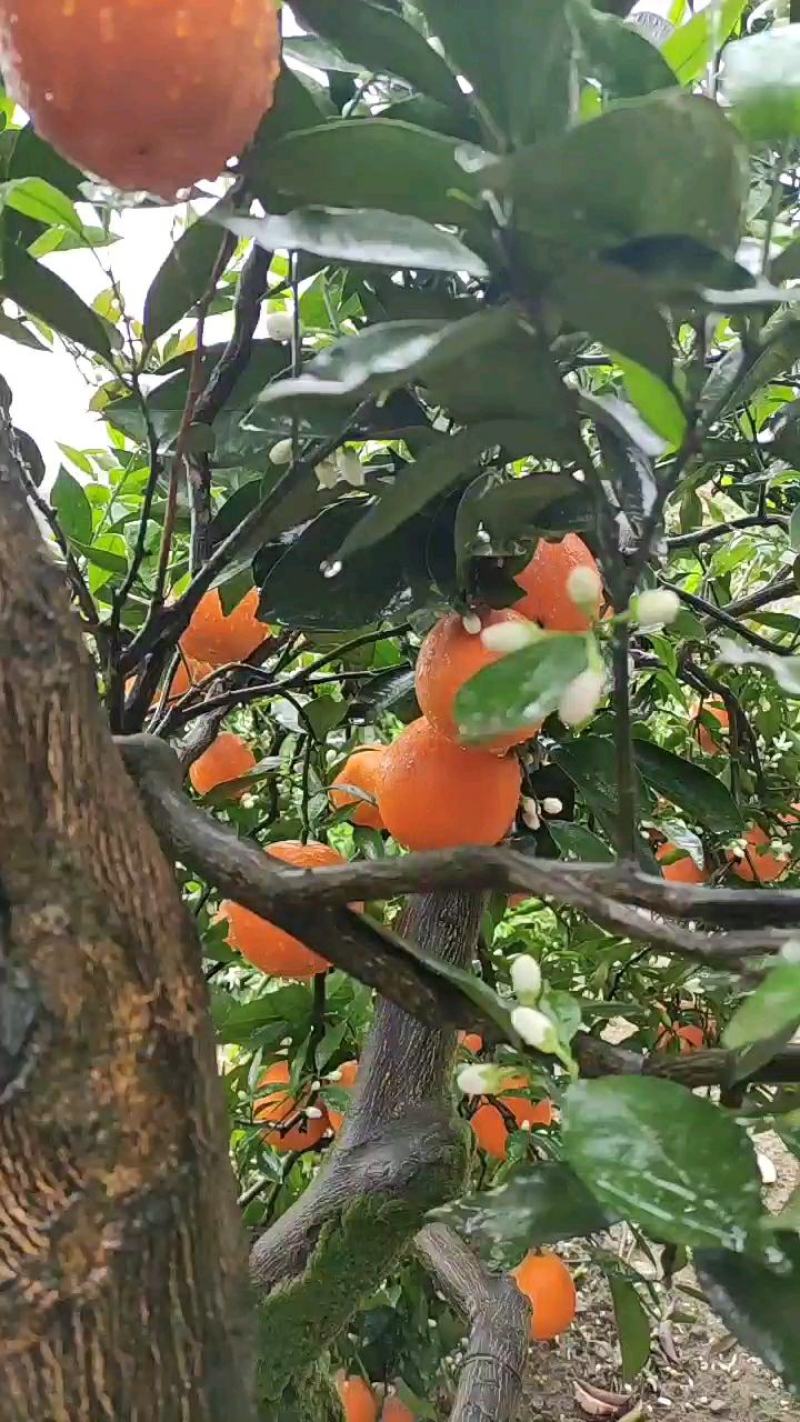 【好货】奉节纽荷尔脐橙，上千亩生态果园，电商可供货