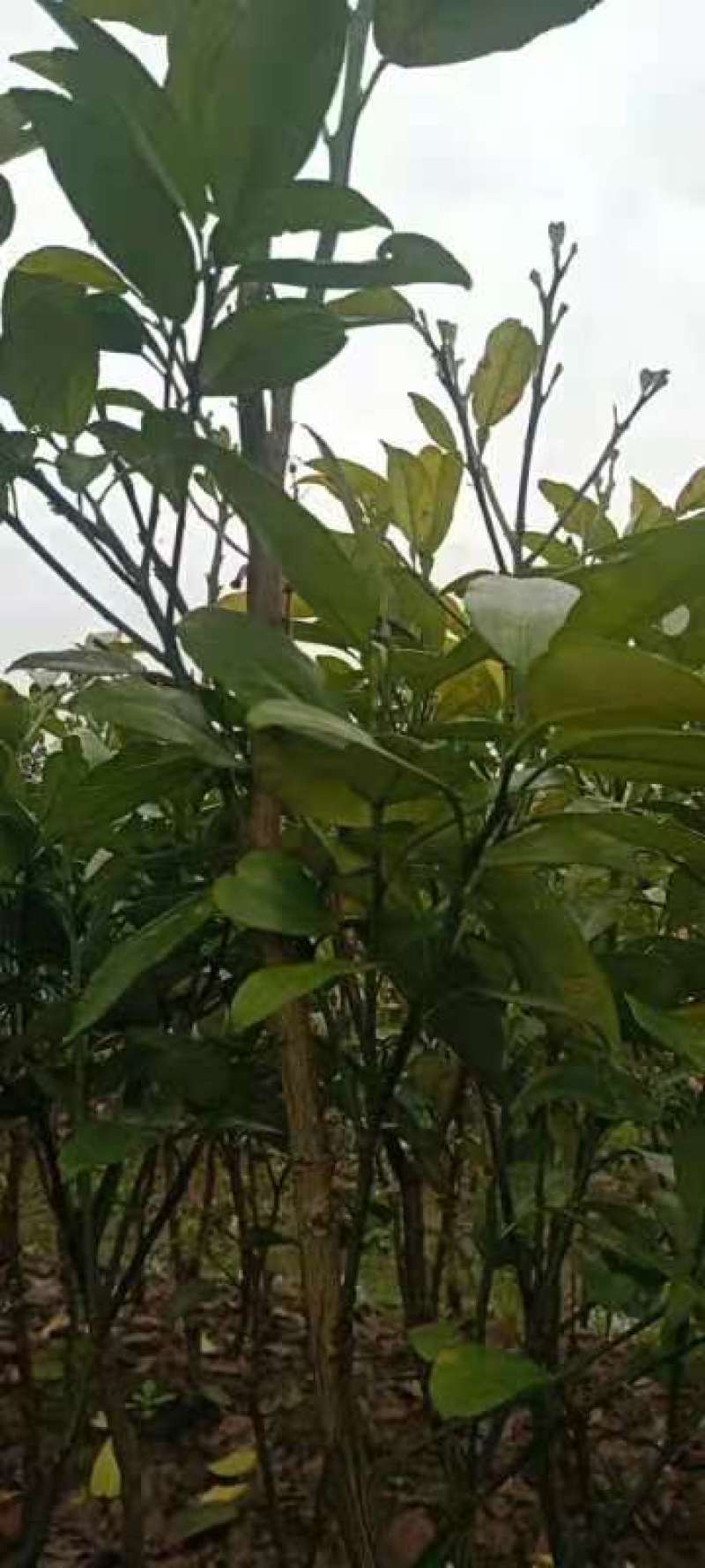 大量红心柚树苗出售。