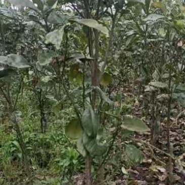 大量红心柚树苗出售。