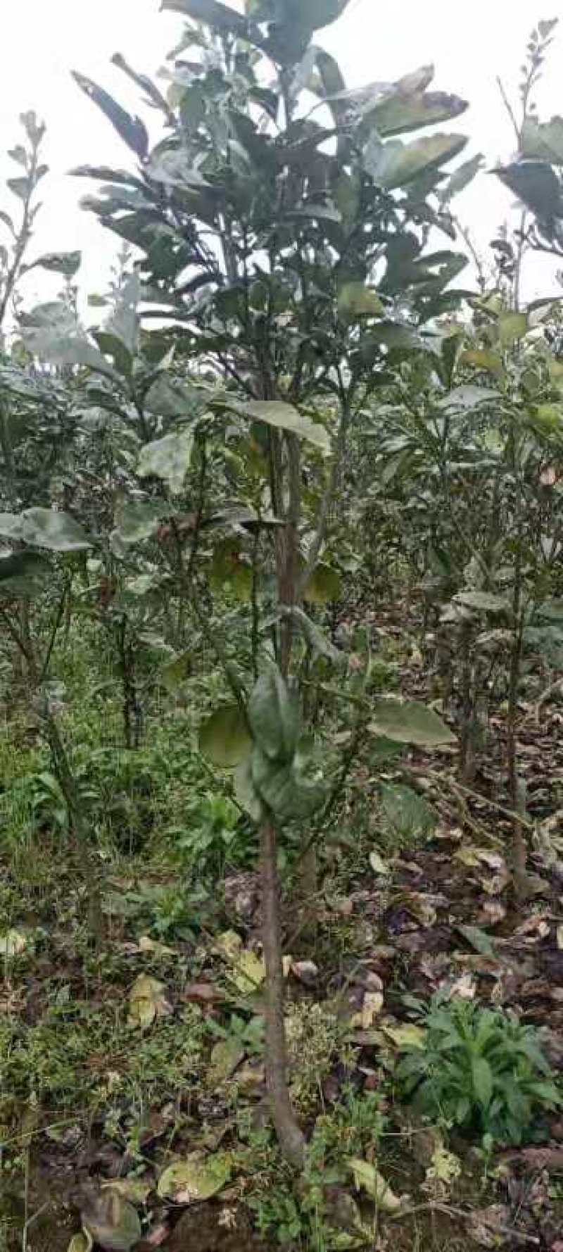 大量红心柚树苗出售。