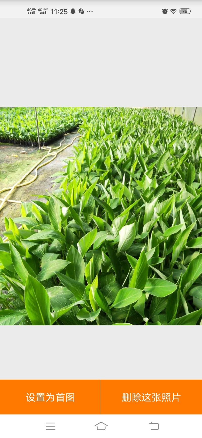 大量批发出售农科院制种香蕉苗/西贡粉蕉苗/金粉一号蕉苗