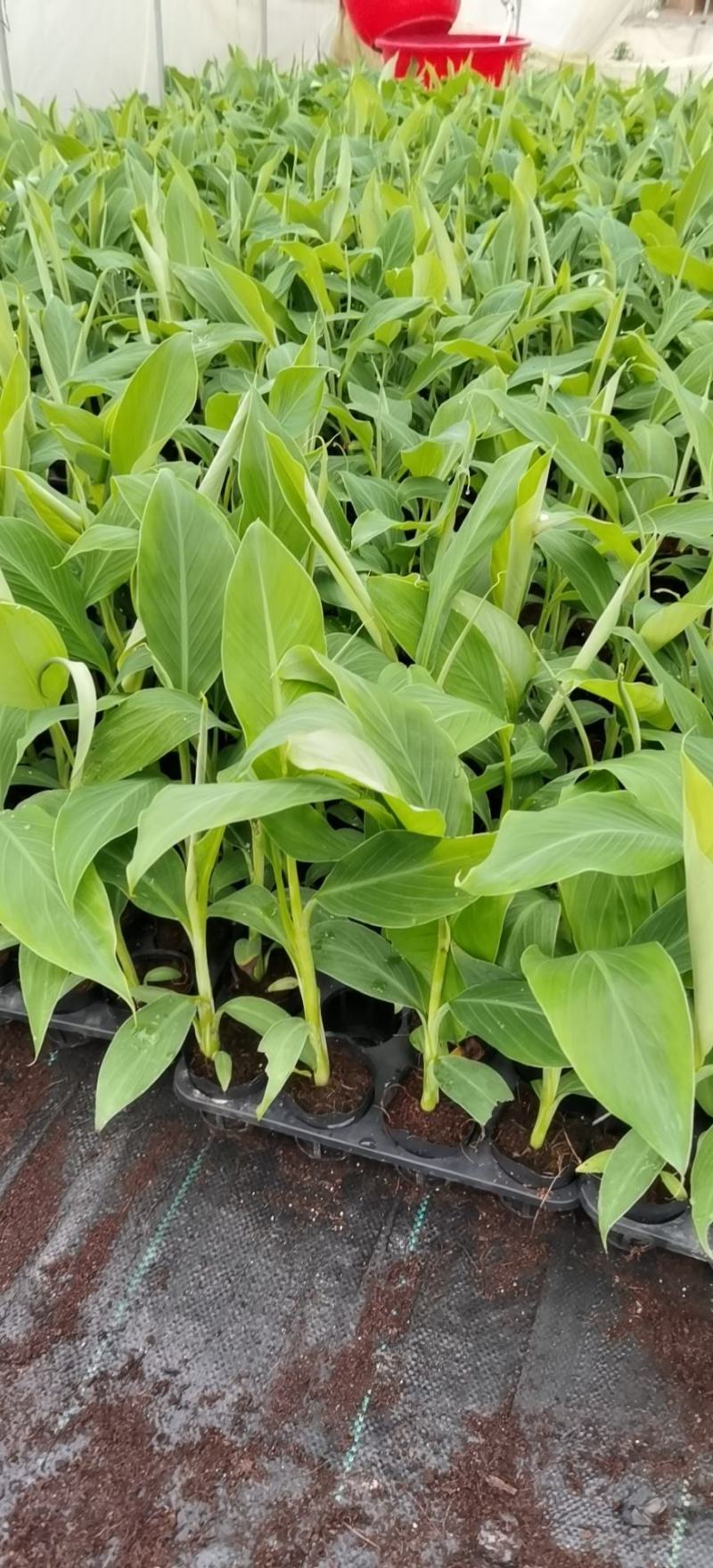 大量批发出售农科院制种香蕉苗/西贡粉蕉苗/金粉一号蕉苗