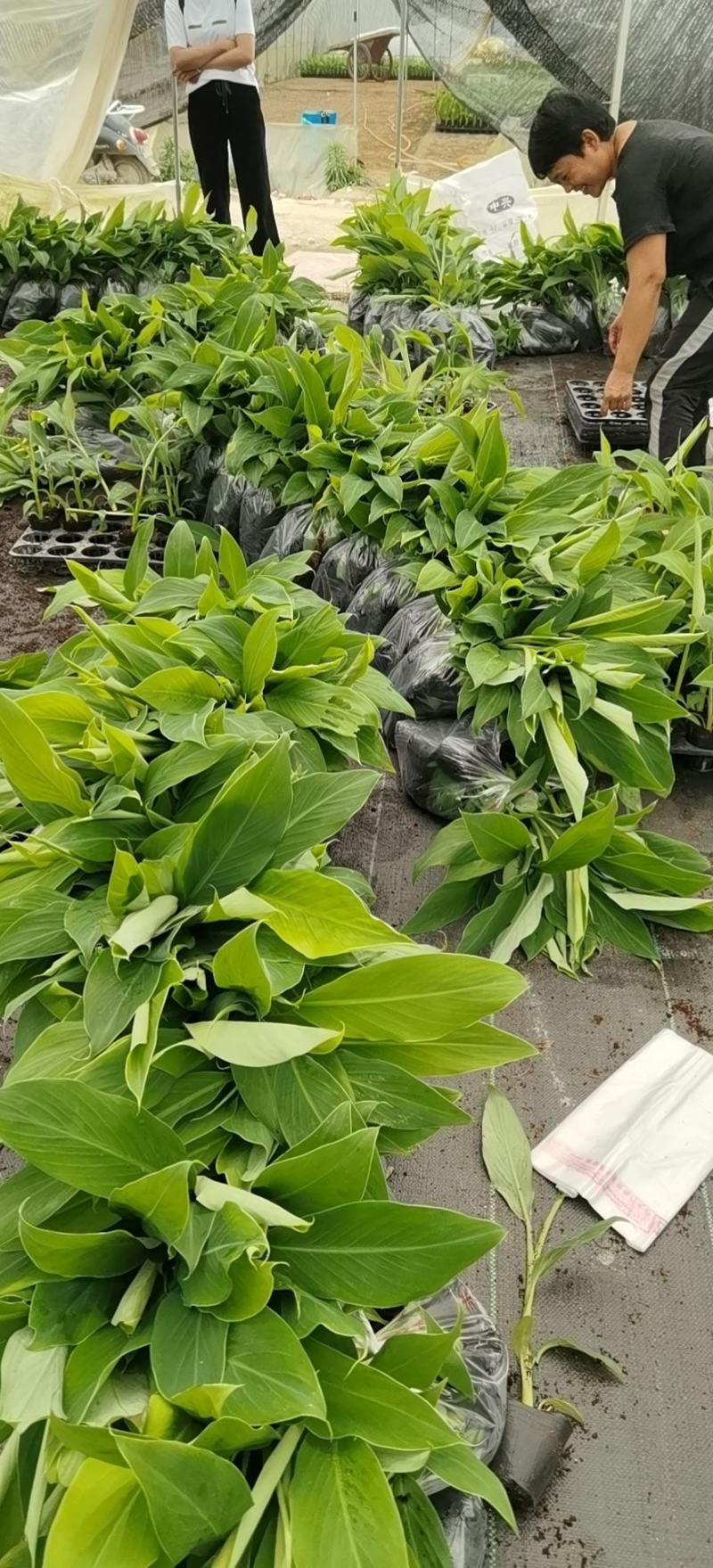 大量批发出售农科院制种香蕉苗/西贡粉蕉苗/金粉一号蕉苗