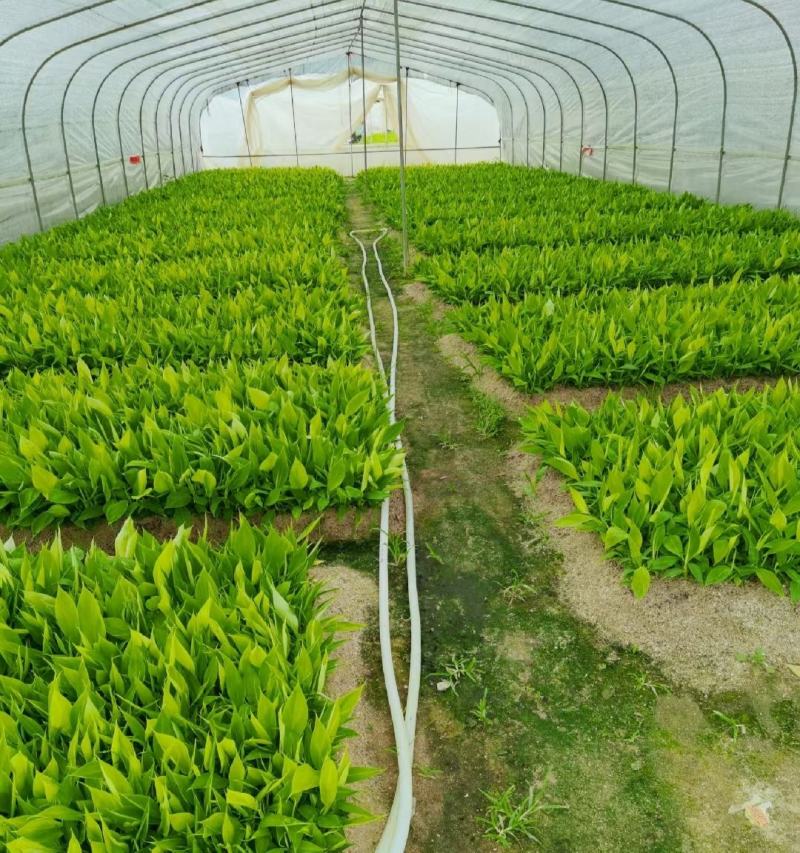 大量批发出售农科院制种香蕉苗/西贡粉蕉苗/金粉一号蕉苗