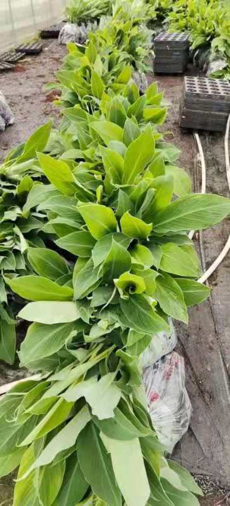 大量批发出售农科院制种香蕉苗/西贡粉蕉苗/金粉一号蕉苗