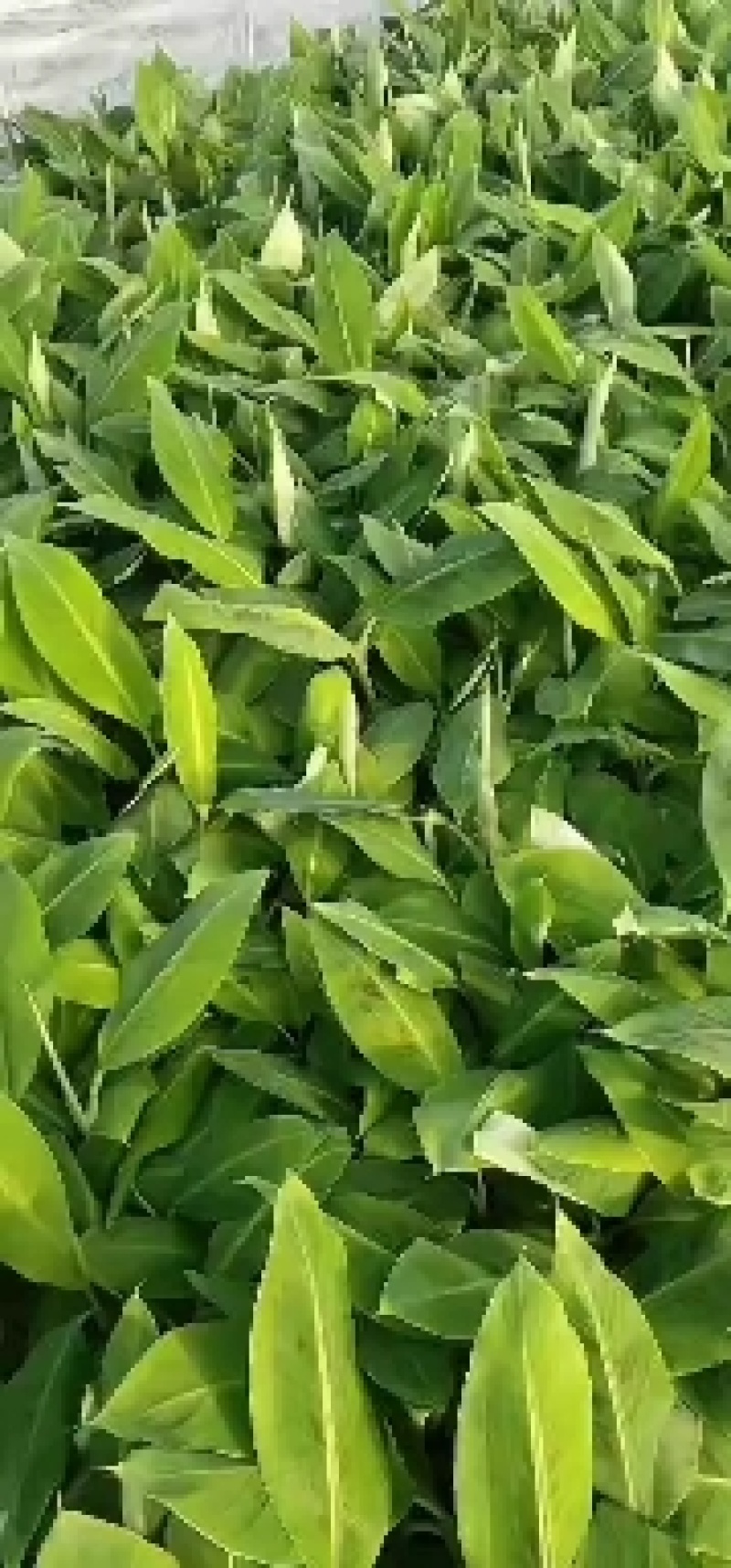 大量批发出售农科院制种香蕉苗/西贡粉蕉苗/金粉一号蕉苗