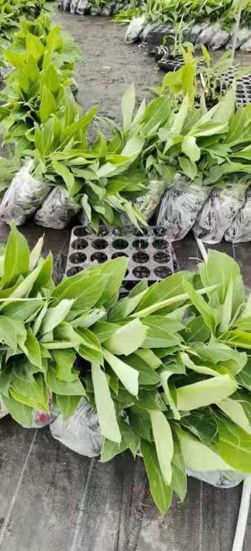 大量批发出售农科院制种香蕉苗/西贡粉蕉苗/金粉一号蕉苗