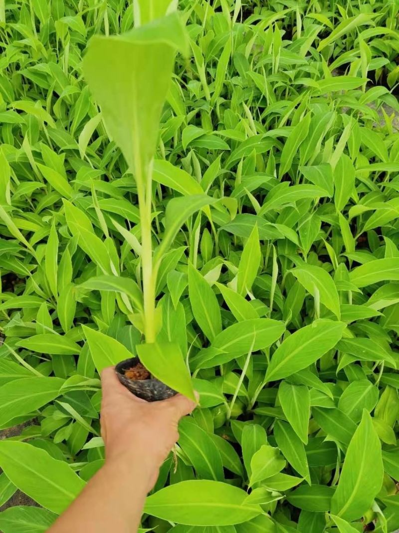 大量批发出售农科院制种香蕉苗/西贡粉蕉苗/金粉一号蕉苗