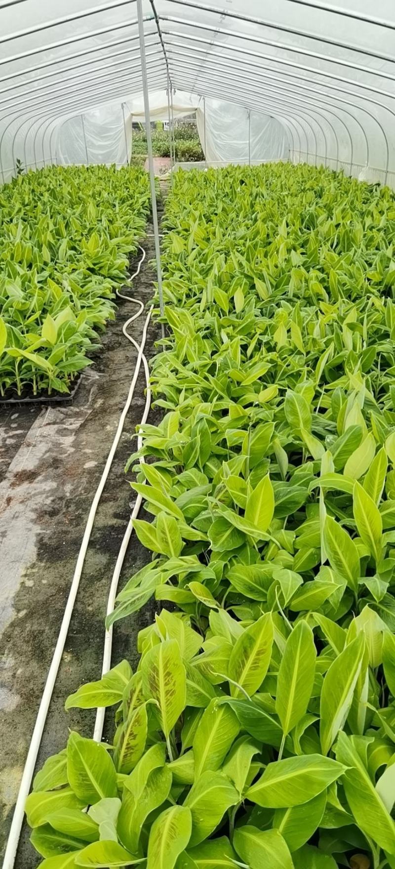 大量批发出售农科院制种香蕉苗/西贡粉蕉苗/金粉一号蕉苗