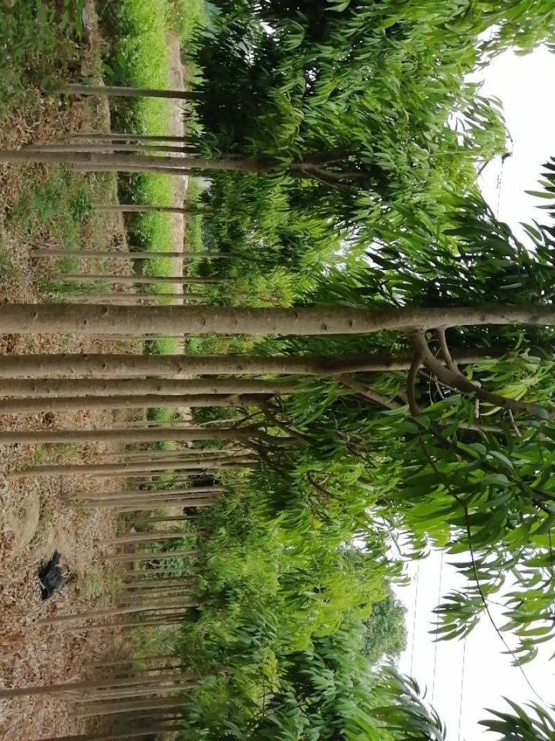 柳叶榕，城市道路小区绿化