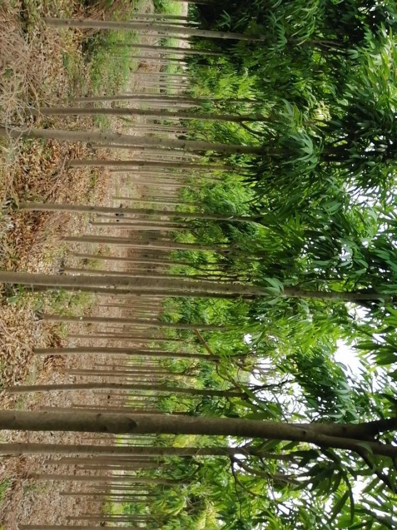 柳叶榕，城市道路小区绿化