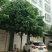 柳叶榕，城市道路小区绿化