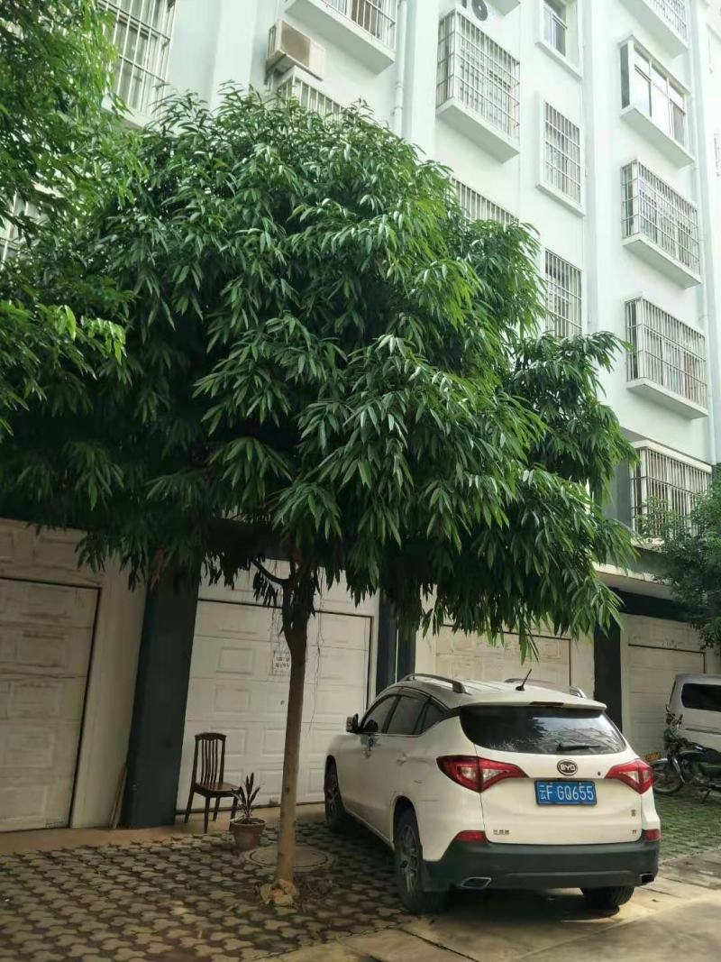 柳叶榕，城市道路小区绿化