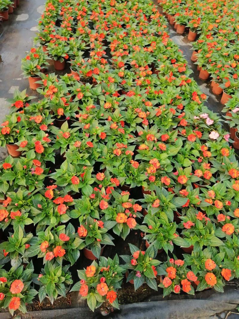 凤凰仙（室内小盆景，观赏性花卉）驱蚊排氧