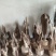天然沉香虫漏小摆件手工作品