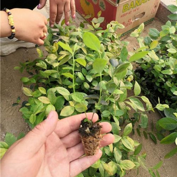 蓝莓小苗当年苗量大优惠
