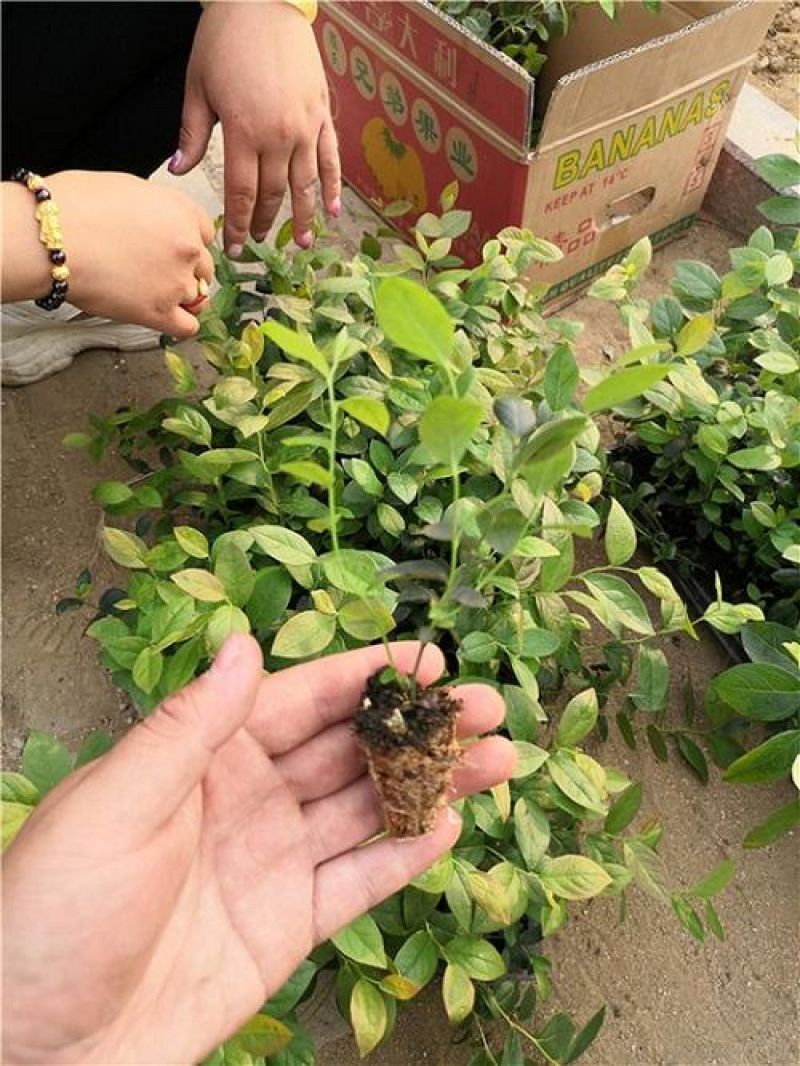 蓝莓小苗当年苗量大优惠