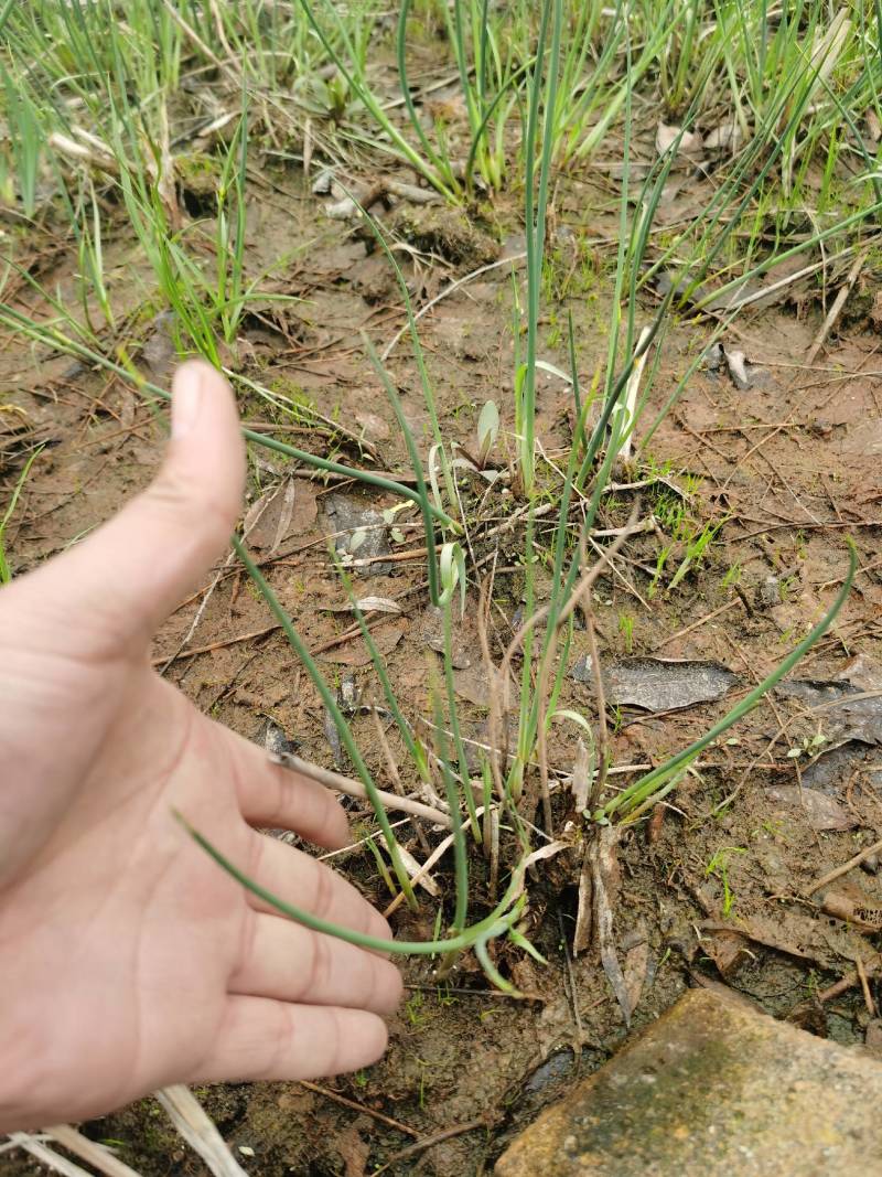水生植物类