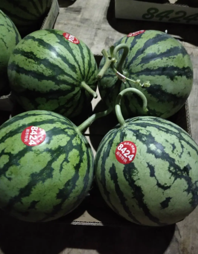 【精品】河南夏邑麒麟8424西瓜**批发基地直发线上交易