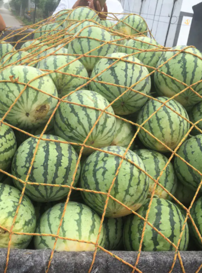 【精品】河南夏邑麒麟8424西瓜**批发基地直发线上交易