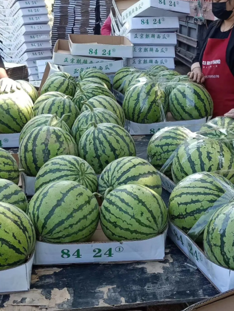 【精品】河南夏邑麒麟8424西瓜**批发基地直发线上交易