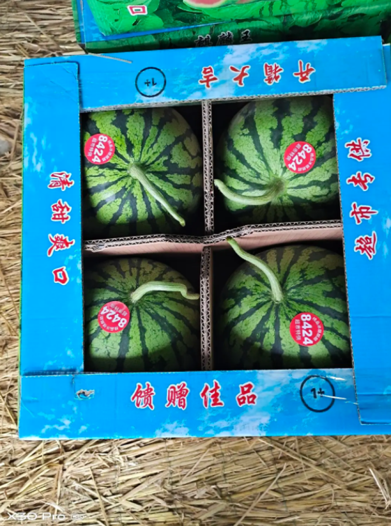 【精品】河南夏邑麒麟8424西瓜**批发基地直发线上交易
