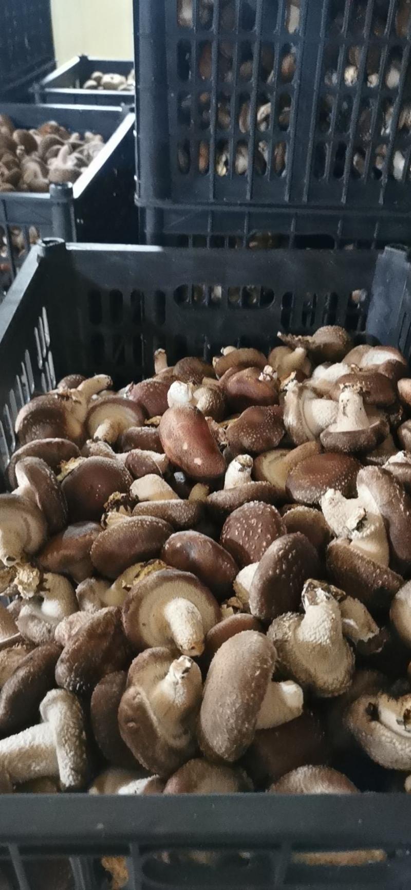 鲜香菇工厂超市市场全年大量供货