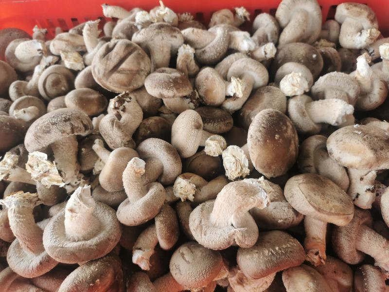 鲜香菇工厂超市市场全年大量供货
