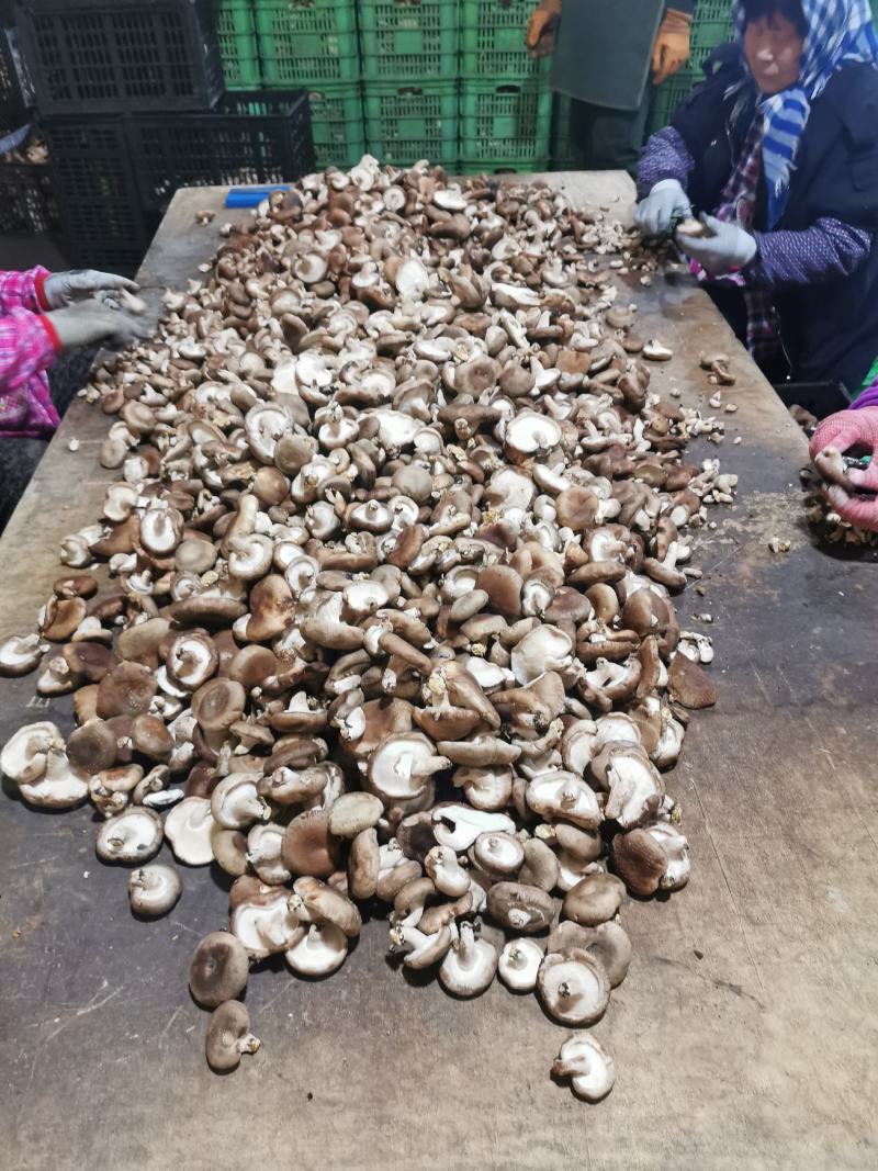 鲜香菇工厂超市市场全年大量供货