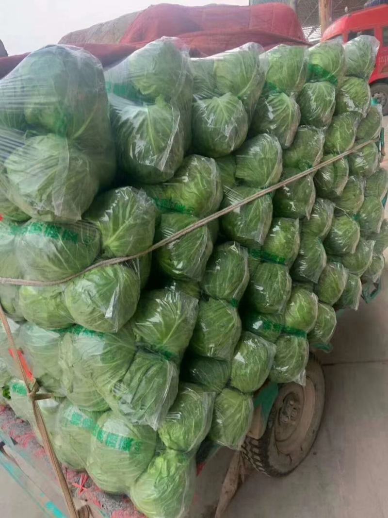 【精品甘蓝】热卖中颜色好个头韵散装打包冷库齐全