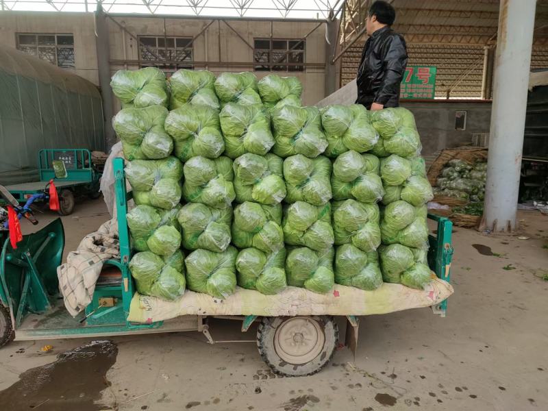 【精品甘蓝】热卖中颜色好个头韵散装打包冷库齐全