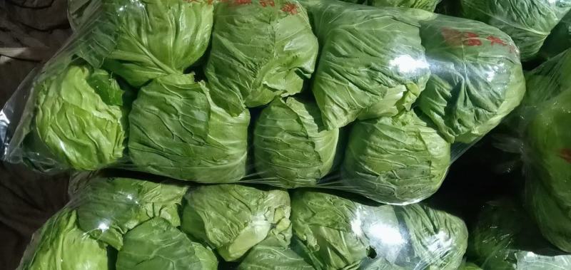 【精品甘蓝】热卖中颜色好个头韵散装打包冷库齐全