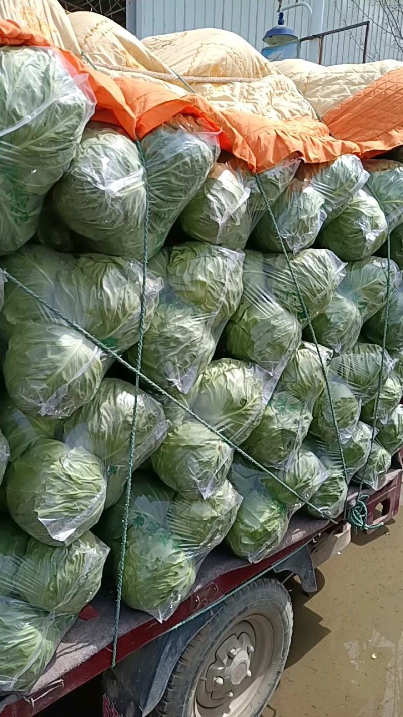 【精品甘蓝】热卖中颜色好个头韵散装打包冷库齐全