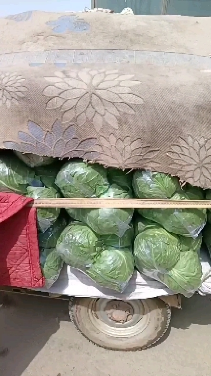 【精品甘蓝】热卖中颜色好个头韵散装打包冷库齐全
