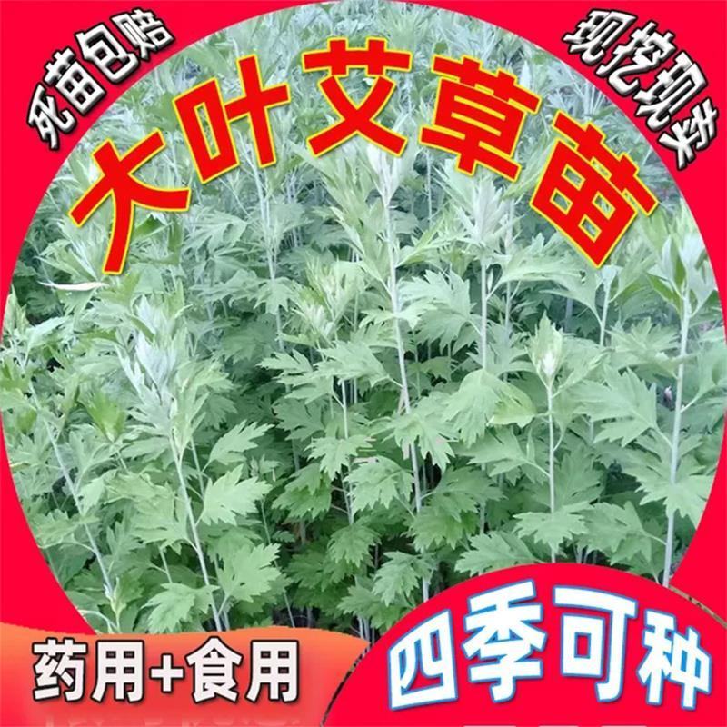 河北邢台《艾草苗》批发大叶药用蕲艾艾蒿苗泡脚艾灸包成活