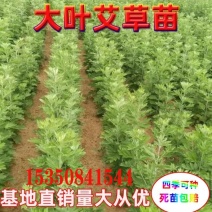 河北邢台《艾草苗》批发大叶药用蕲艾艾蒿苗泡脚艾灸包成活