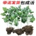 河北邢台《艾草苗》批发大叶药用蕲艾艾蒿苗泡脚艾灸包成活