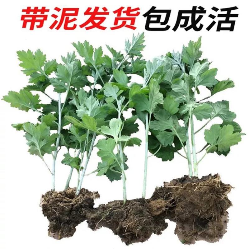 河北邢台《艾草苗》批发大叶药用蕲艾艾蒿苗泡脚艾灸包成活