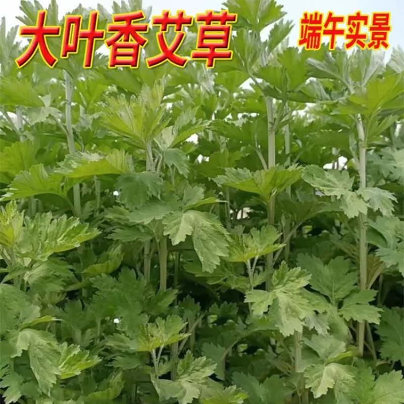河北邢台《艾草苗》批发大叶药用蕲艾艾蒿苗泡脚艾灸包成活