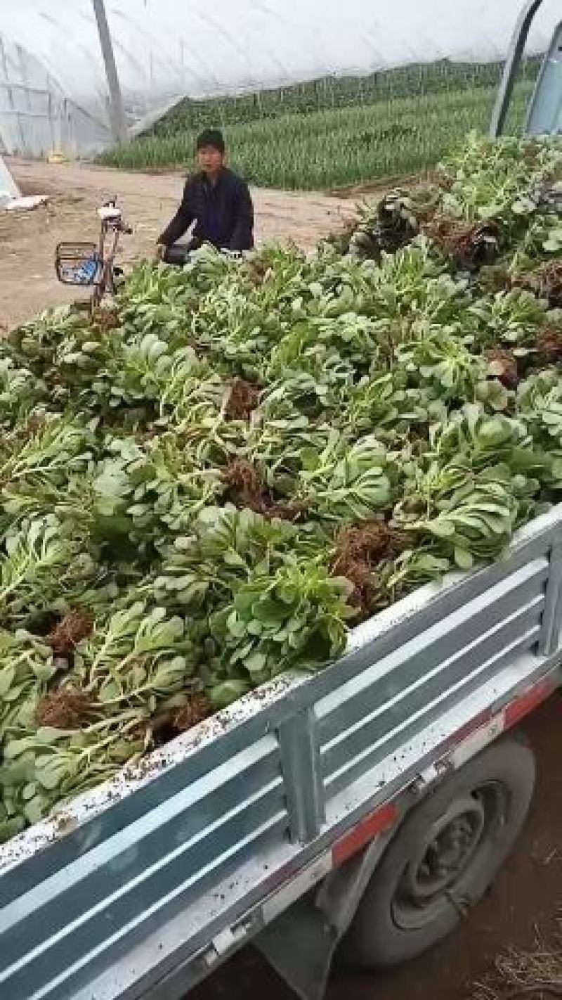 多肉法师，圆叶玫瑰，，大手捧花造型周正，可看货。